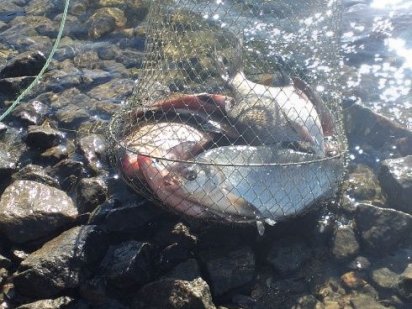 Участок 10 соток Кременчуг Мала Кохнівка