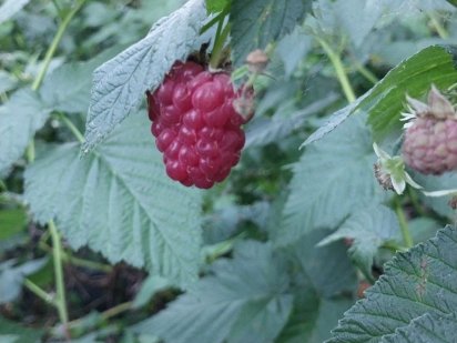 Продам дачний участок Мала Кохнівка