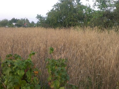 Продам земельну ділянку-дачу Вараш