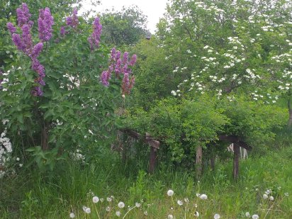 Продам дачу 12сот.Поліська Новина5 за центральною канавою Вараш