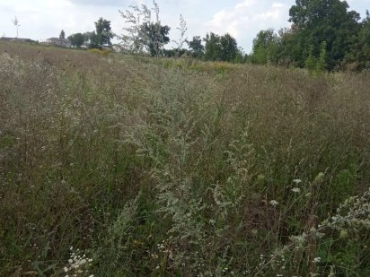 Продам земельну ділянку в Білій Криниці Біла Криниця