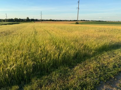 Продам пай Колоденка 2 гектари Колоденка