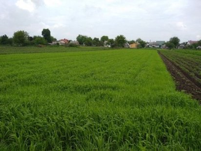 НАЙКРАЩА ЦІНА НА земельну ділянку під будівництво.ПРОДАМ ТЕРМІНОВО! Корнин