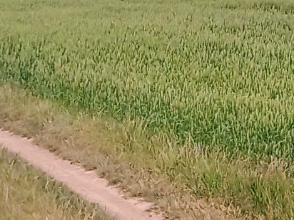 Земельна ділянка с.Корнин Корнин