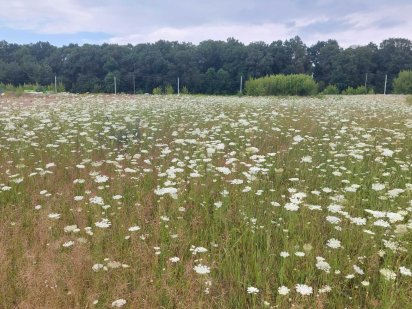 Продам хорошу ділянку 1 лінія до лісу Кустин
