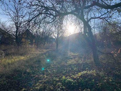 чудова ділянка в Петриках з дуже смачним горіхом Петриков