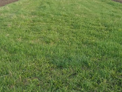 Продається земельна ділянка 5 соток біля м. Тернопіль, (с. Петриків) Петриків