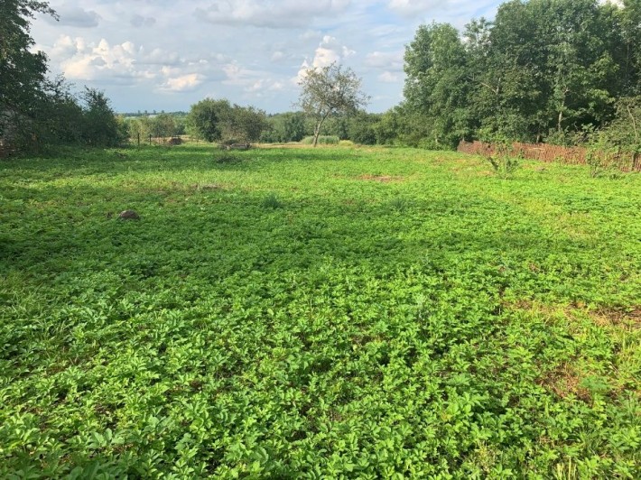 Земельна ділянка під забудову с. Великі Гаї, Тернопільська обл - фото 1