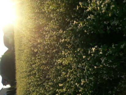 Продам в Смиківці   ділянку площа 6 Смиківці