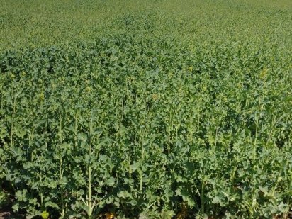 Земельна ділянка р-н Газопровід, біля Асфальтного заводу Велика Березовиця