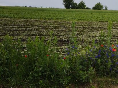 Земельна ділянка у Березовиці Большая Березовица