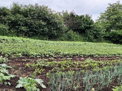 Продам дачну земельну ділянку Козова Козова