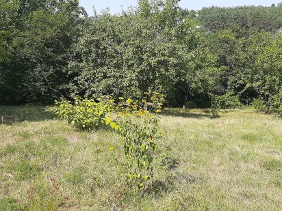 Продам дачный участок 6 соток Покотиловка с/т Акация Харьковская обл. Покотилівка