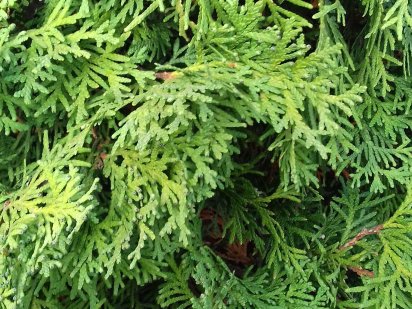 Продам участок 16 соток, Харьковская обл., пгт. Бабаи , дубовый лес. Бабаи