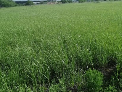 Продам свой земельный участок Васищево