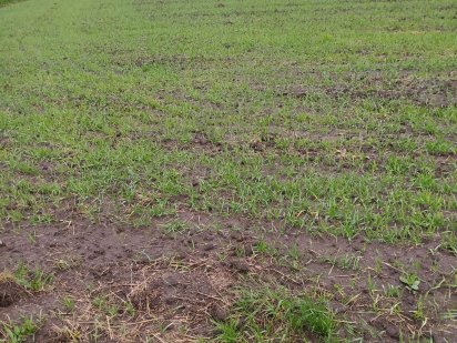 Продам землю с г призначення Лесные Гриновцы