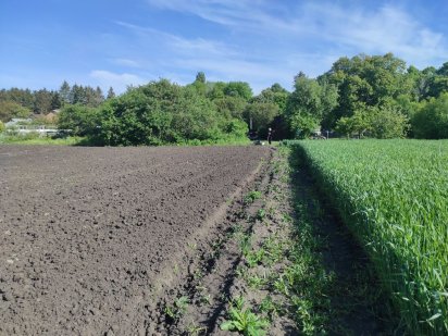 Продам земельну ділянку .Масівці Шаровечка