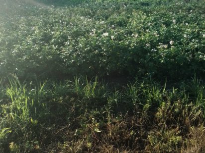 Земельна ділянка 12 сот