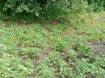 Ділянка під забудову,10с. Олешин. Олешин