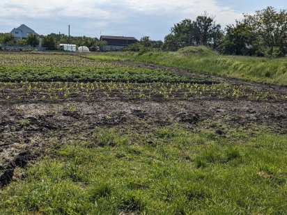 Земельна ділянка с. Червона Слобода передмістя Черкас Красная Слобода
