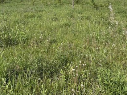 Продаж землі в с. Руська Поляна