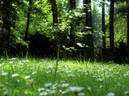 Продається земельна ділянка. Свидівок