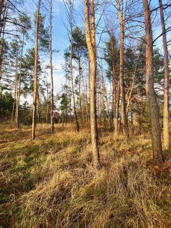 Продається чудова ділянка в живописному лісі с. Свидівок - фото 1