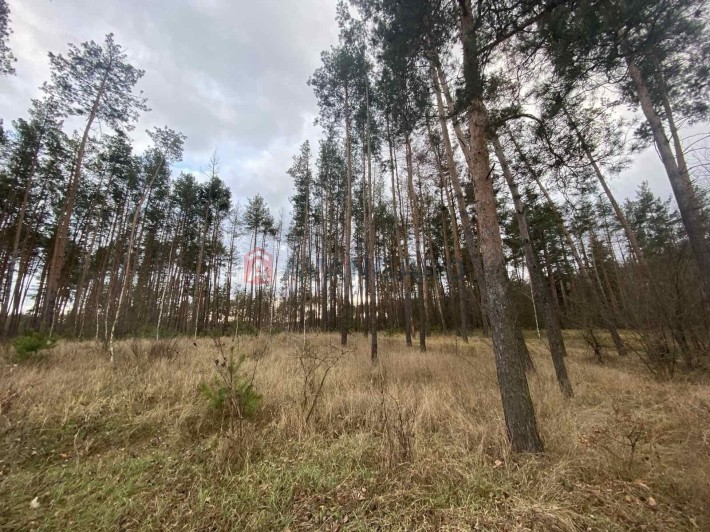 Продається земельна ділянка в мальовничому лісі, с. Свидівок - фото 1