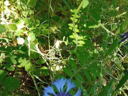 Продаж ділянки землі 15с в с.Руська Поляна Русская Поляна