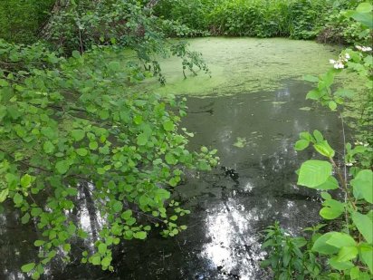 'Продаж великої земельної ділянки під будівництво у с. Свидівок.
