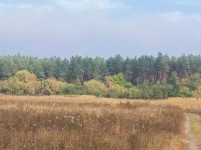 Продажа ділянки на околиці лісу