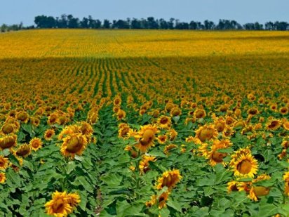 Продам земельный участок (пай).