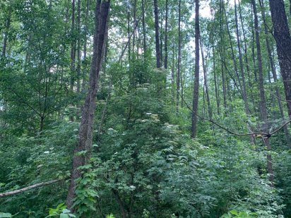 Продам приватизовану земельну ділянку в лісі 1 гектар Козелец