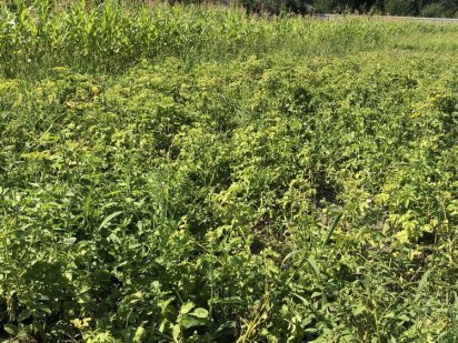 Продажа земельноії ділянки Корюківка