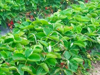 Земельна ділянка Городня