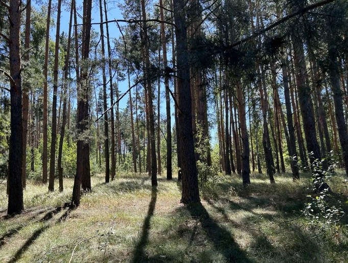 Земельна ділянка під забудову в сосновому лісі. 24сотки.Пилиповичі - фото 1