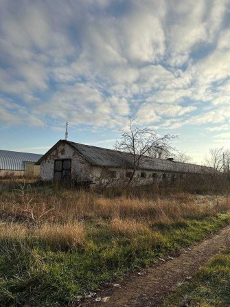 Телятник з приватизованою земельною ділянкою - фото 1