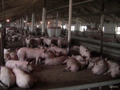 Продам ферму с орендованной землей 1100 га ,Коровники та свиноферму