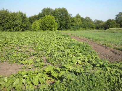 Участок под застройку В.Прицки, Кагарлыкский р-н, Ржищев. Кагарлык