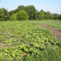 Участок под застройку В.Прицки, Кагарлыкский р-н, Ржищев. Кагарлик