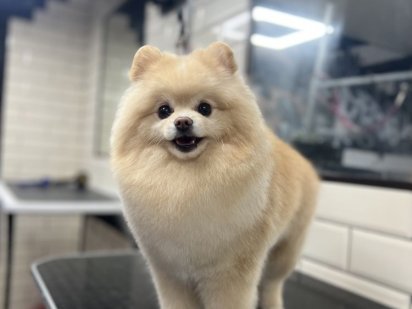 Суборенда,оренда робочого місця ,грумінг Ирпень