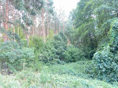 Продаж ділянок в мальовничому місці Васильків