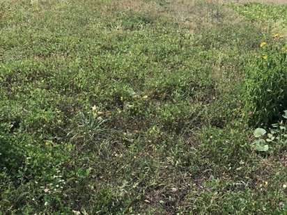 Продам дачный участок Глухів