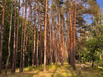 10 соток серед Соснового Лісу Гостомель