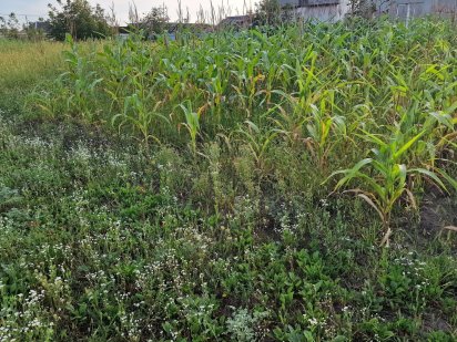 Продам земельну ділянку с.Кам'янка Кам'янець-Подільський