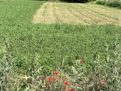Земельна ділянка під забудову 12 сот, с. Камʼянка Кам'янець-Подільський