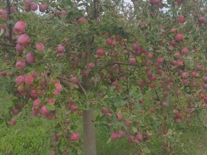 Продам змельну ділянку 8.5 га Могилів-Подільський