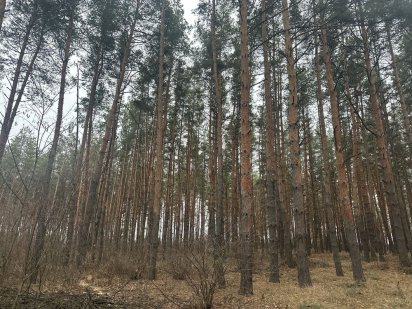 Участок Песчанка чистый сосновый лес 25соток Самар