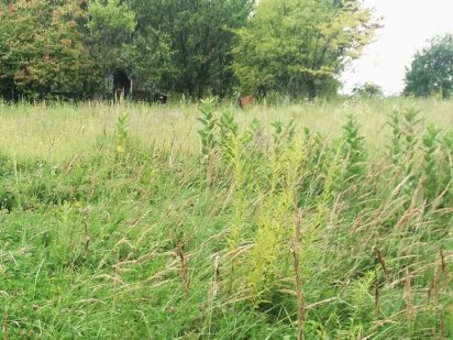 Земля в Дерев'яні