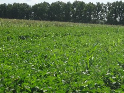 Продам пай в Фастівському районі Фастов